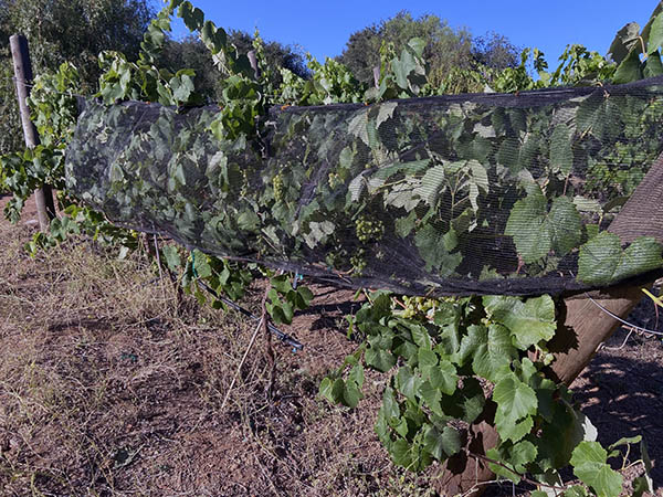 Alex Striler Grapevines