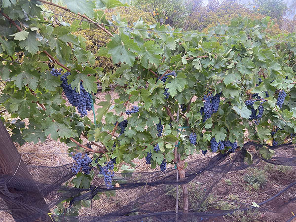 Alex Striler Grapevines