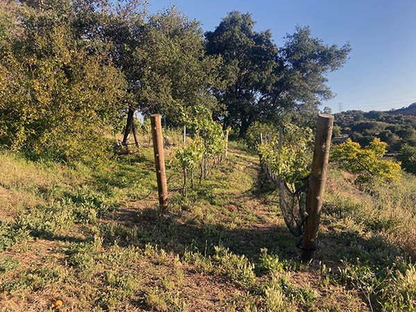 Alex Striler Grapevines