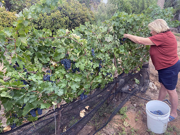 Alex Striler making wine