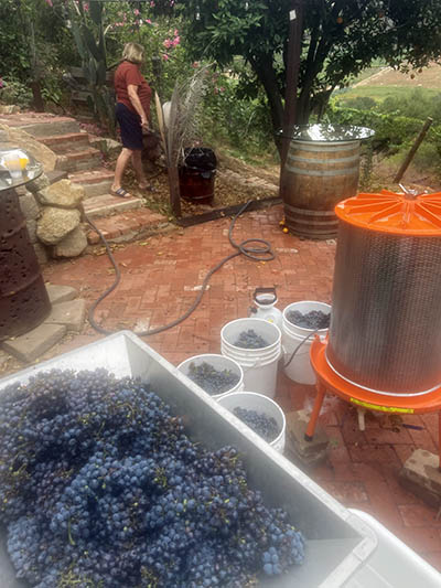 Alex Striler making wine