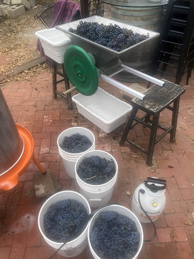 Alex Striler making wine